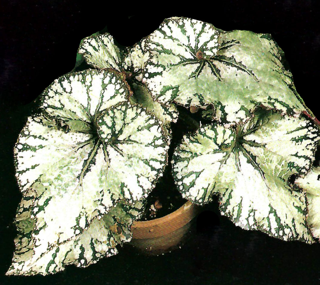 B. ‘Iwashigumo’